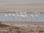Flamingoes (150 KB)