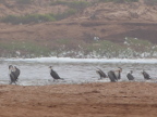 Great-Cormorants