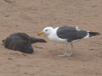 Gull (192 KB)