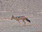 Jackal (166 KB)