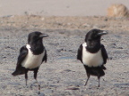 Pied-Crows (193 KB)