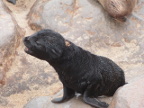 Pup (168 KB)