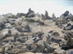 Seals1 (98 KB)