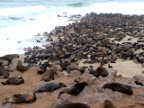 Seals2 (193 KB)