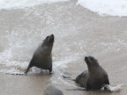 Surfers (87 KB)