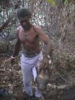 Coconut Crab (72 KB)