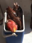 Fish (48 KB)