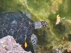 Turtle (63 KB)