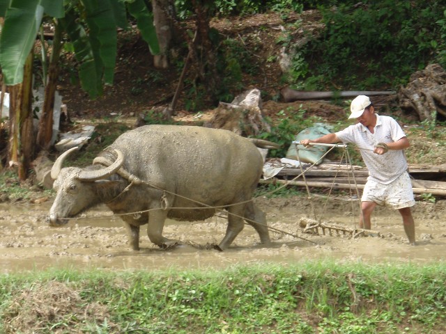 BuffPlow