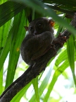 Tarsier.JPG (67 KB)