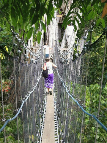 Rainforest Walkway