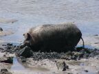 Pig Beach (65 KB)