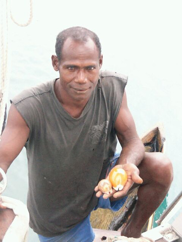 Golden Cowrie