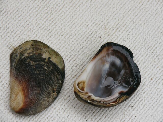 Shells
