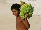 sugar bananas