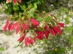 Poinsettia (96 KB)
