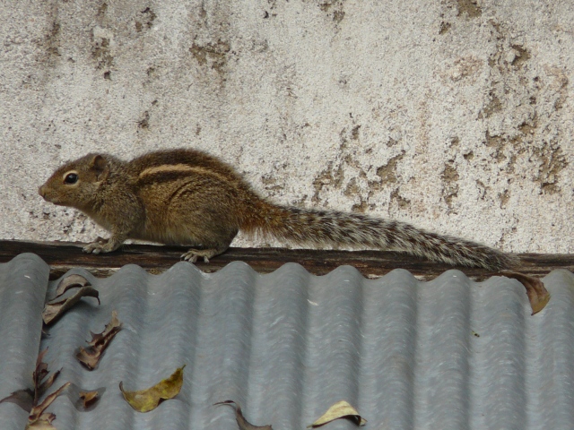 Squirrel