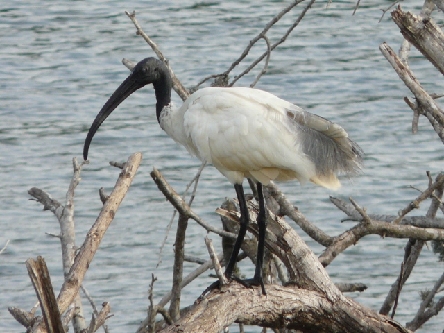 Black-Headed-Ibis