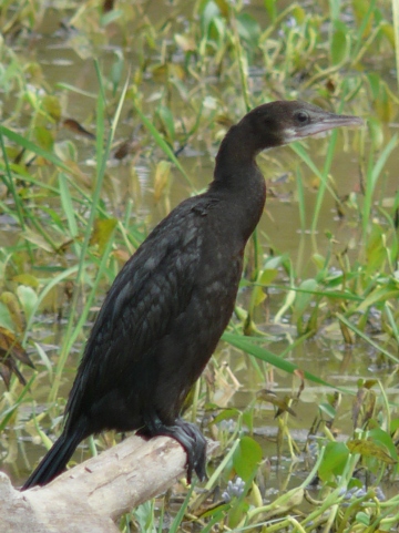 Cormorant