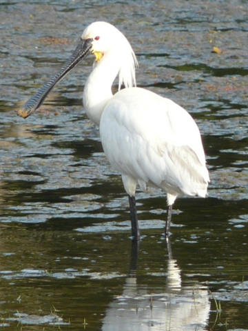 Eurasian-Spoonbill