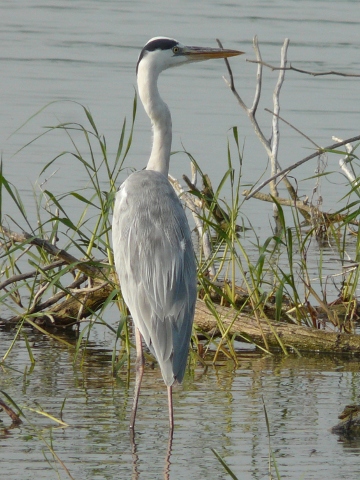 Grey-Heron