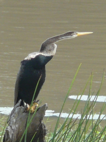 Indian-Darter