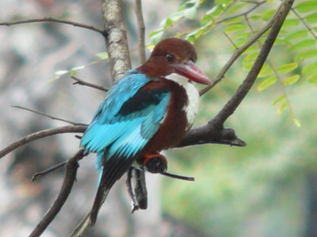 Kingfisher