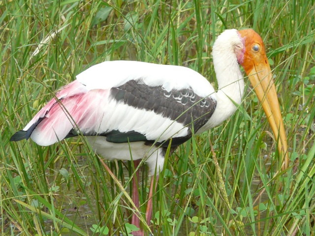 Painted-Stork-1