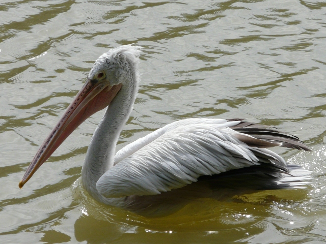 Pelican