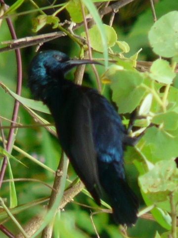 Purple-Sunbird