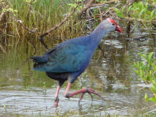 Purple-Swamphen-1
