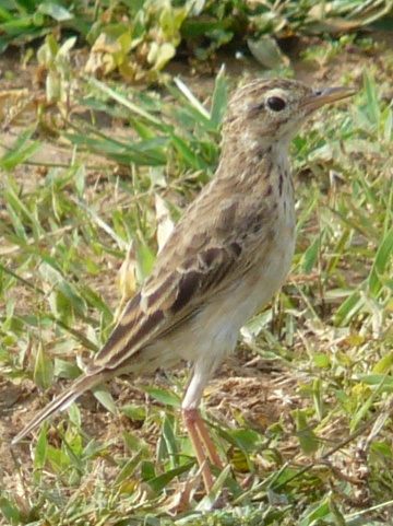 Richards-pipit
