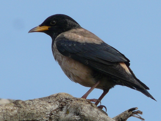 Rosy-Starling