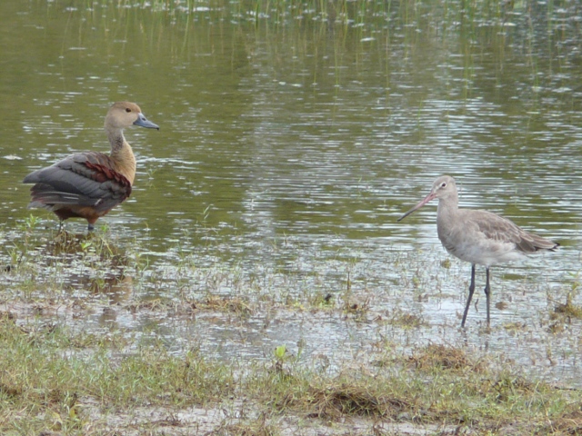 Whistling-Teal-and-Sandpiper