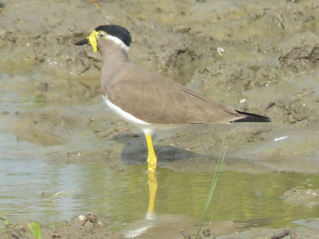 Yellow-wattled-Lapwing
