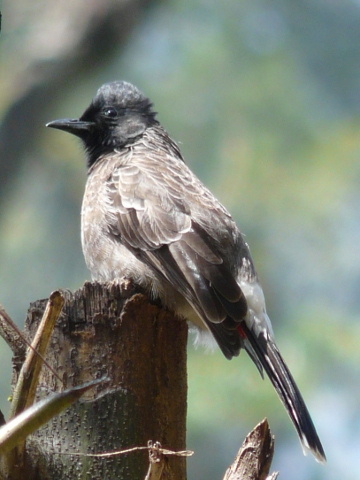 black-head