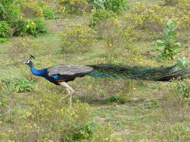 peacock-1