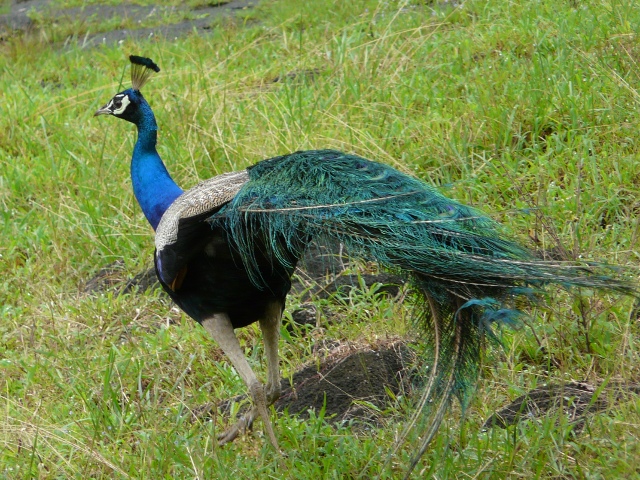 peacock