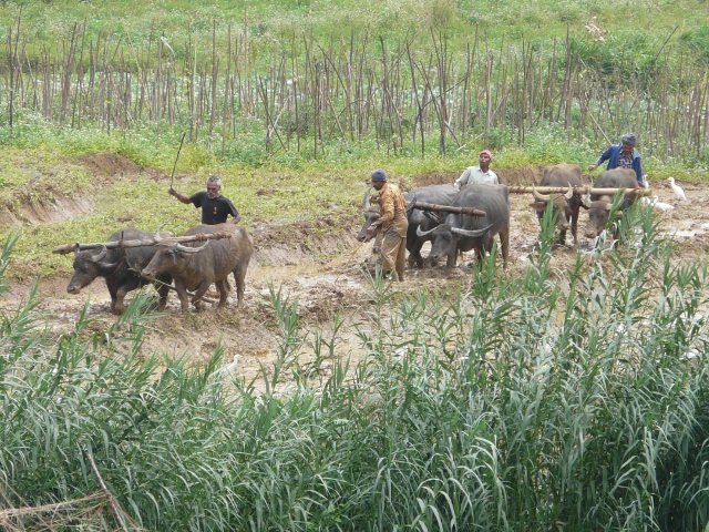 Buffalo-plowing