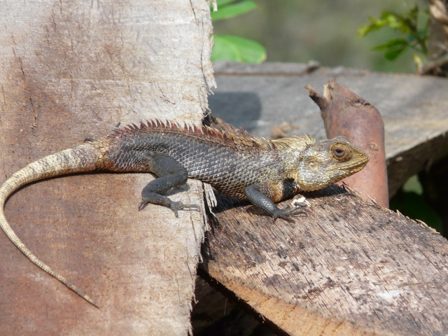 Iguana