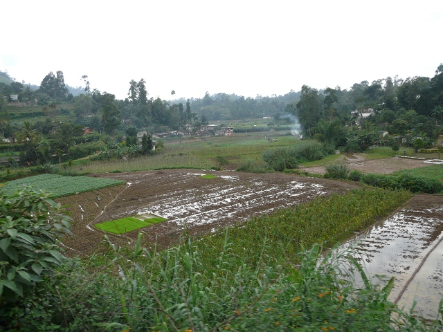gardens