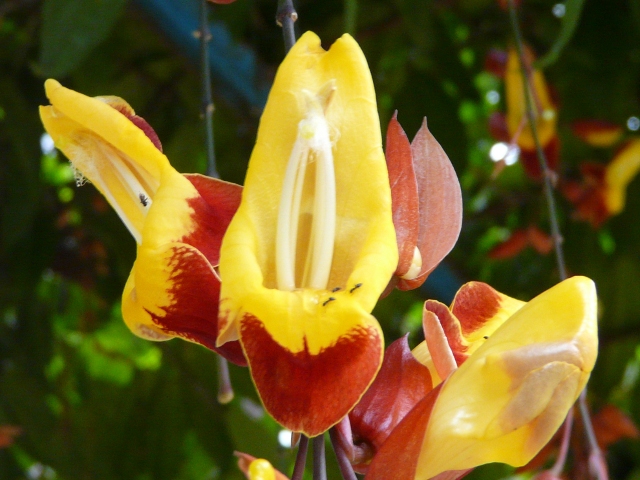 orchid