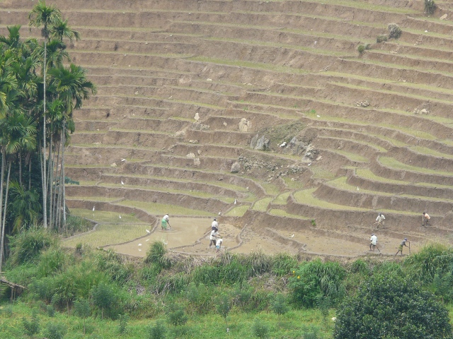 rice-terraces