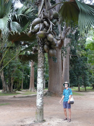 Coco-de-Mer