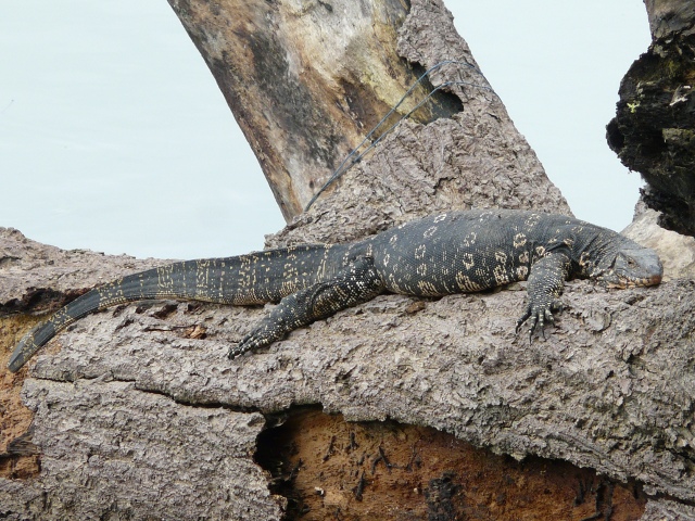 lizard