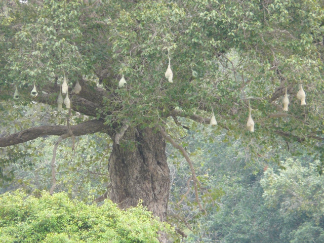Oriole-nests