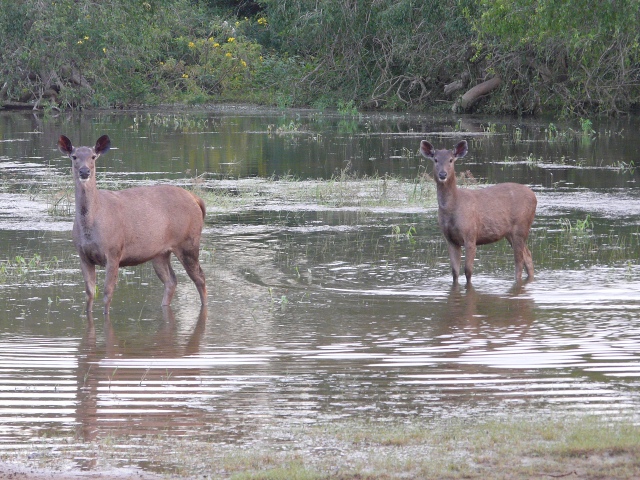Sambar