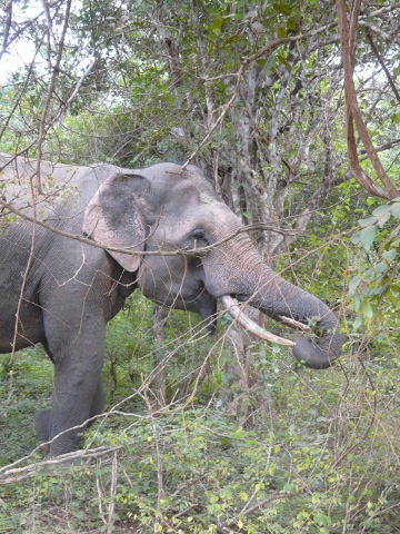 Tusker