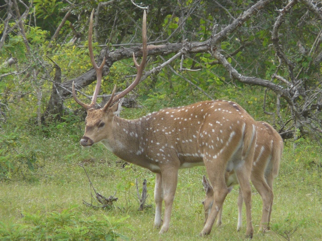 stag