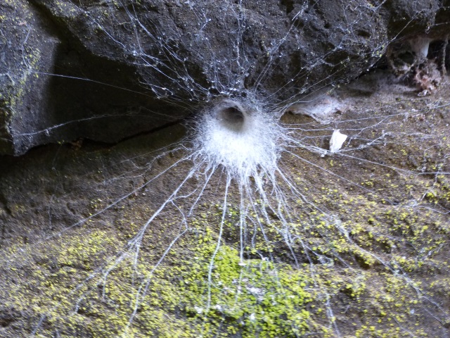 Spiderweb